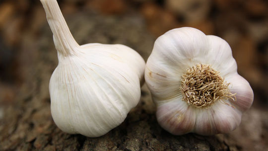 ‘Benátčan’: nepaličiak; výsadba jeseň/jar;...