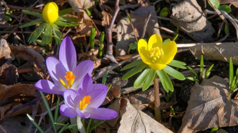 Kvitnutie tavolínov stihnú aj fialové kvety...