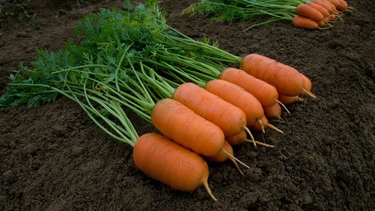  ‘Aron F1’: Pravidelne rastúca odroda s krátkym...