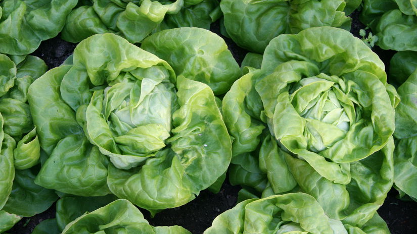 Salata verde „Safír” are marea caracteristică,...