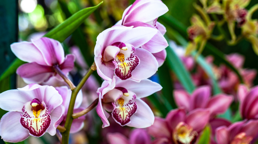 orchidey, orchidea