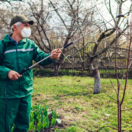 predjarný postrek, ovocné stromy