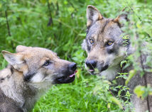 Zmutované vlky v okolí Černobyľa dokážu...