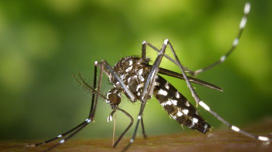 Invázny komár tigrovaný si vytvoril v Bratislave lokálnu populáciu. Prenáša 22 rôznych vírusov
