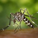CDC-Gathany-Aedes-albopictus-1  1 