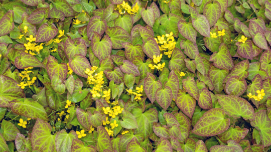 Krpčiarka ‘Sulphureum’ (Epimedium x versicolor)
