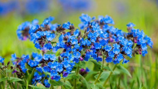 Pľúcnik (Pulmonaria obscura)