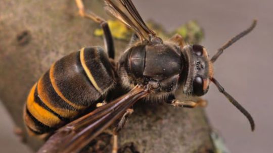 Sršne ázijské: Experti varujú pred rozšírením do našich oblastí. Čo urobiť, keď sa objaví podozrivý hmyz?