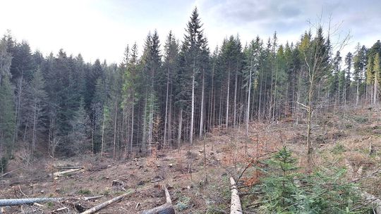 Lykožrút požiera ďalšie oblasti na Slovensku, lesníci chystajú rázny zásah. Hľadajú aj vinníkov