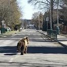 Medveď v uliciach Liptovského Mikuláša.