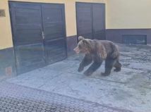 medveď, Liptovský Mikuláš