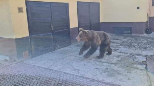Zoológ Kalaš: Medveď, ktorý útočil v Liptovskom Mikuláši, tam neprišiel dobrovoľne