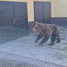 medveď, Liptovský Mikuláš