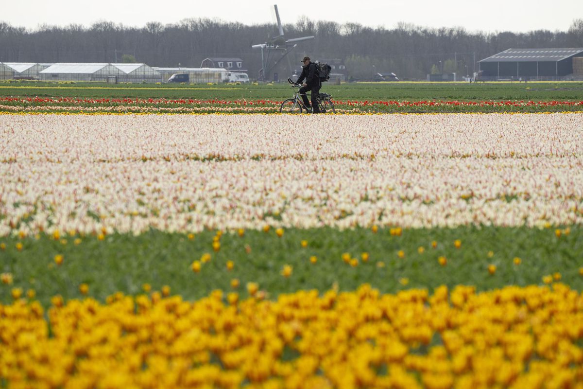Holandsko, kvety, tulipány