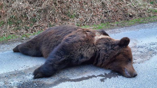 Pri Detve našli mŕtveho medveďa, prípad vyšetrujú