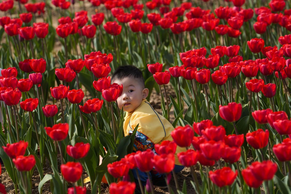 Taliansko, dieťa, kvety, tulipány, jar