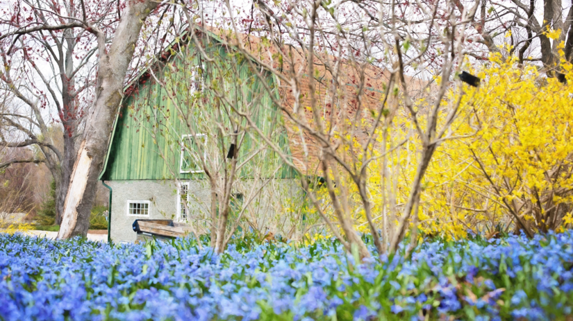 Galbenul și albastrul sunt printre cele mai frumoase ale primăverii...
