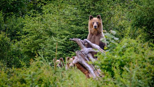Polícia varuje pred medveďmi pri Kľačne, pozor aj pod Tatrami