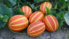melón cukrový, Rich Sweetness’