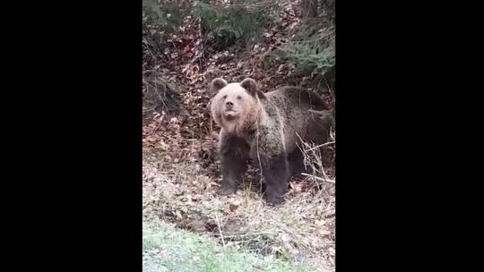 Medveď v Hriňovej prekvapil posádku auta. Nezľakol sa trúbenia, pokrikov ani pískania