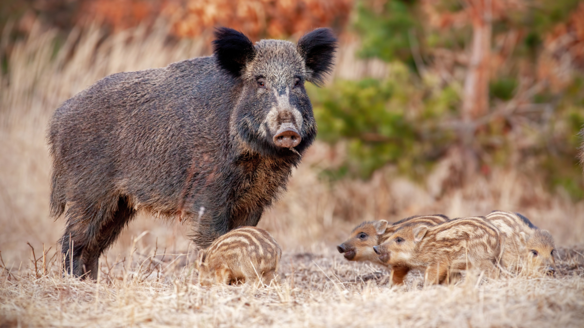 diviak, diviačica, diviačatá, mláďatá, les