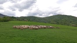 ovce, Muránska planina