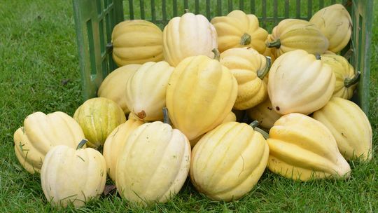 Tekvica typu acorn ‘Cream of the Crop’ má plody...