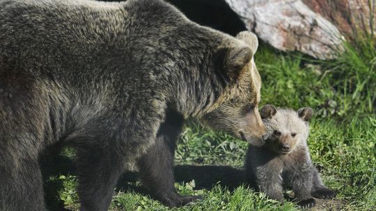 V košickej zoo sa Xene narodilo medvieďa Ares