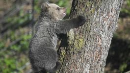 Mláďa Ares v ZOO v Košiciach, apríl 2024