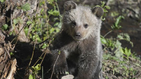 Mláďa Ares v ZOO v Košiciach, apríl 2024