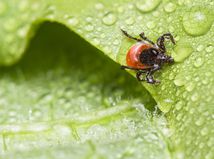 Vedci konečne odhalili pravdu. Jedna krvná...