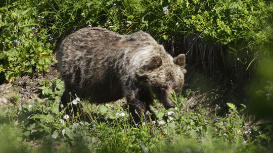 Vláda vzala späť návrh ústavného zákona o odstrele medveďov