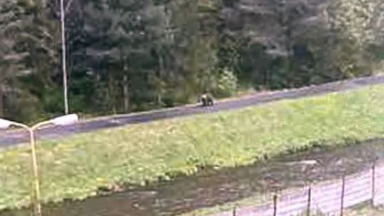 Po cyklistickom chodníku vo Svite sa pohyboval medveď