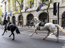 Londýn, kôň, splašené kone, Household Cavalry, britská vojenská jednotka