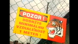 Mikuláš Černák, tigre