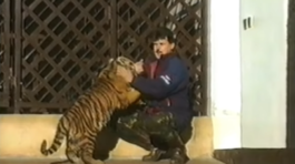 Mikuláš Černák, tigre