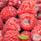 Pribúdajú najmä po šesťdesiatke. Správajú sa ako plesnivé ovocie. Nefungujú, ale poškodzujú všetko okolo.  Neumierajú, ale urýchľujú starnutie