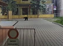 Medvedica s mladými v uliciach Žiaru, zvýšte opatrnosť. Na miesto smeruje zásahový tím