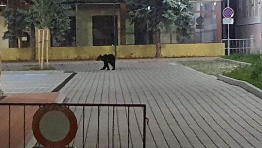 Medvedica s mladými v uliciach Žiaru, zvýšte opatrnosť. Na miesto smeruje zásahový tím 