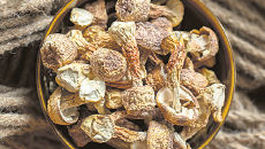 Agaricus.