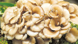 Maitake.