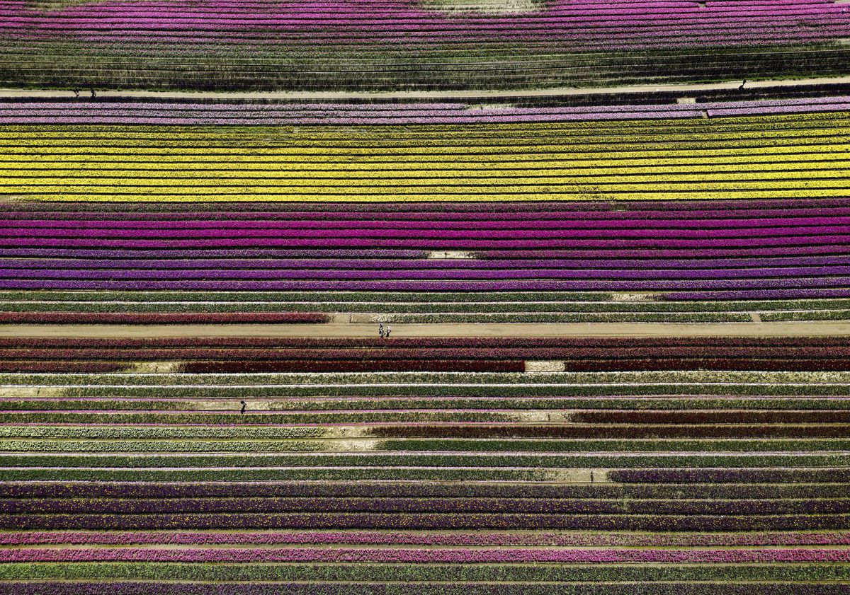 Kanada, tulipány