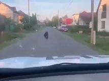 VIDEO: Nepochopiteľné. Medveďa hnal autom stovky metrov medzi domami v Očovej