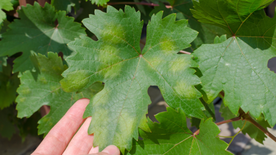 Zdrojom primárnej infekcie sú „olejové škvrny“,...