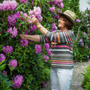rododendron