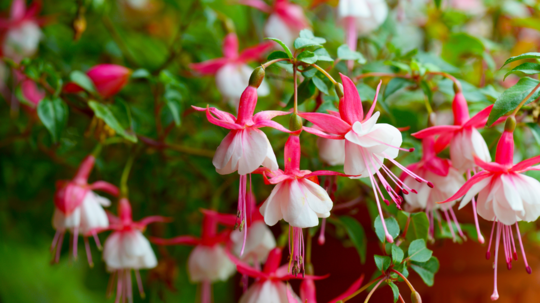 Vzpriamene rastúce odrody majú bujný rast a...