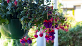 Previsnuto rastúce odrody sú ideálne do...