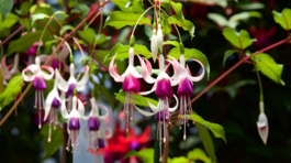 Pre poloprevisnuté odrody sú typické dlhé a...