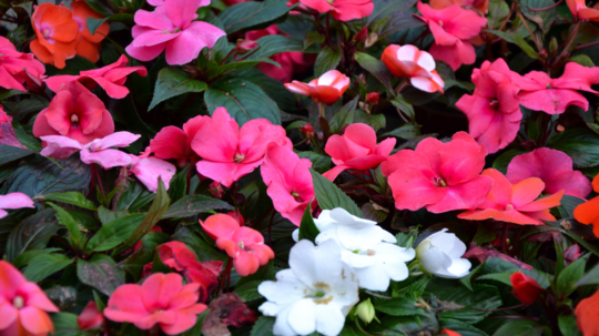 Za ich botanické meno môže spôsob...