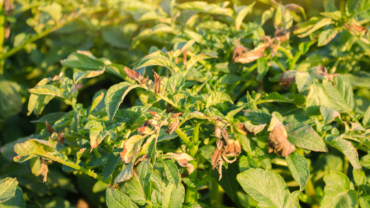 zemiak, zemiaky, pleseň zemiaková